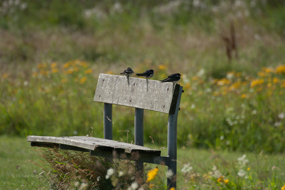 Drei Vögel auf einer Bank